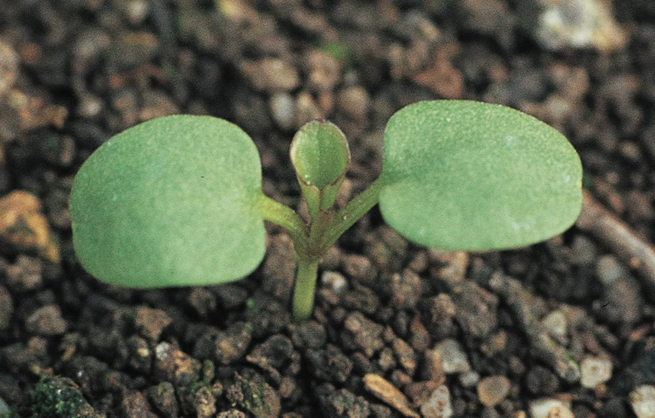 Rich Text_Viola_arvensis_2.jpg